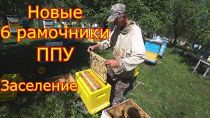 Новые шестирамочники ППУ. Делаем отводки, заселяем!