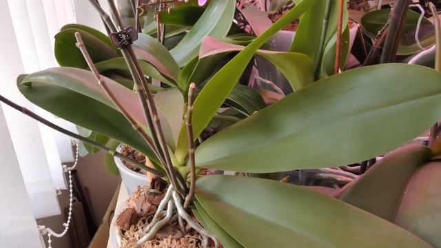 ОБИДНО - ЦВЕТОНОСЫ ОСТАНАВЛИВАЮТСЯ В РАЗВИТИИ ПРИЧИНЫ. смотреть онлайн