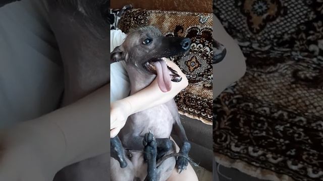 Стрижка когтей. Собака боится стричь когти. смотреть онлайн