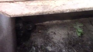 Разведение нутрий. Нутриеводство/Сергей и Светлана. г.Магнитогорск