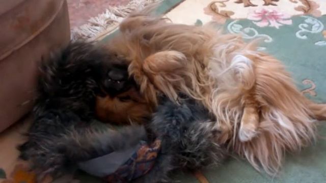 Халик и меховой воротник Виталик смотреть онлайн