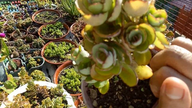 MINSAN GINAGAWA KO ITO sa ating mga succulents | Adelina G. Losegro смотреть онлайн