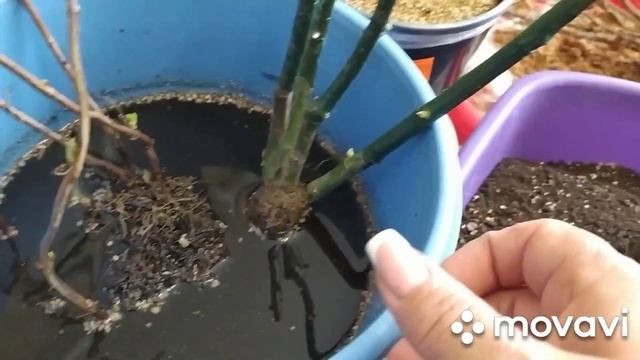 Розы из коробки/Как сохранить до посадки в грунт саженцы.