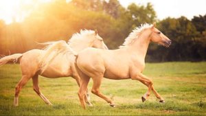 MOST BEAUTIFUL HORSES IN THE WORLD / Лучшие лошади мира: самые красивые лошади в мире