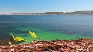 Елена Камбурова - Синее море