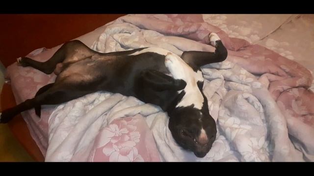 Амстафф. Забавные моменты. смотреть онлайн