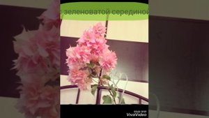 Бугенвиллия сорта Double Pink