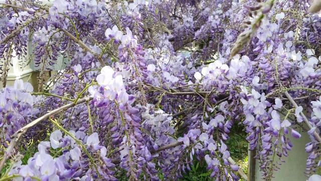 Красавица -глициния, весна,2023,г.Краснодар. смотреть онлайн
