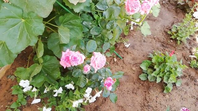 ШТОК РОЗА: как вырастить и загубить, подробная инструкция. АРХИВНАЯ СЪЕМКА смотреть онлайн