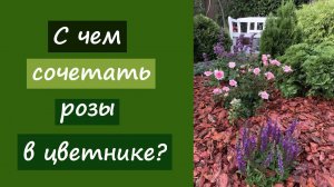 С чем сочетать розы в цветнике?