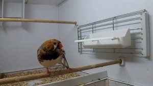 Песня зебровой амадины