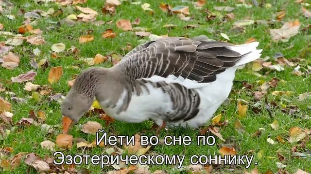 К чему снится Йети? Толкование сна по сонникам Миллера и Фрейда