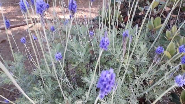 ЛАВАНДА ЦВЕТЕТ! смотреть онлайн