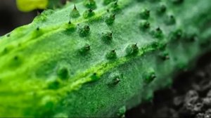 Эти Сорта Огурцов ЗАСЫПЯТ урожаем в 2023.  Лучшие сорта огурцов 2023