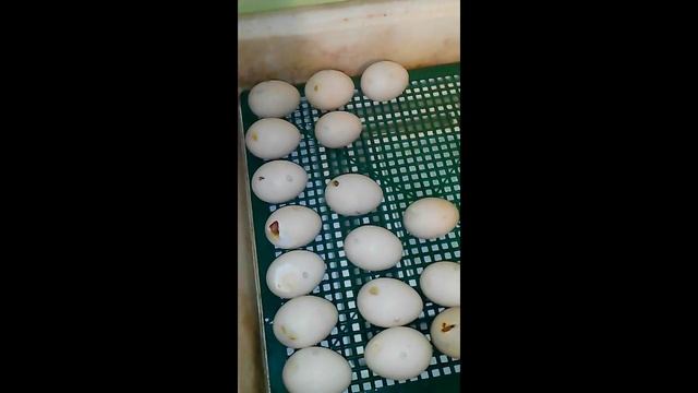 Инкубатор квочка, выведение цыплят и утят в одном инкубаторе 2 часть продолжение смотреть онлайн