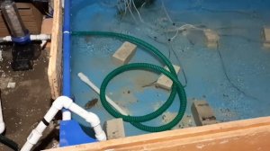 Передержка раков.Чистка бассейна с раками