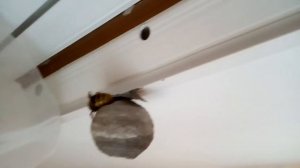 Осы строят своё гнездо в квартире. Часть 2.