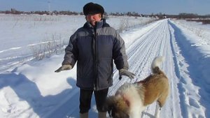 Зима московская сторожевая на улице / Воспитание собак