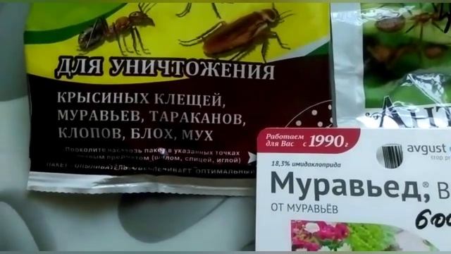 Муравьи на пионах!!! Что делать??