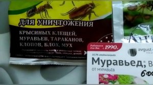 Муравьи на пионах!!! Что делать??