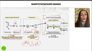 БИОЛОГИЯ ЕГЭ - Энергетический обмен