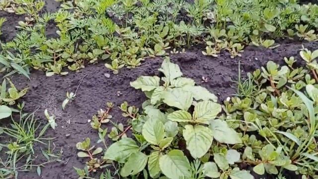 Портулак огородный  - агрессивный сорняк.  Веду с ним борьбу.