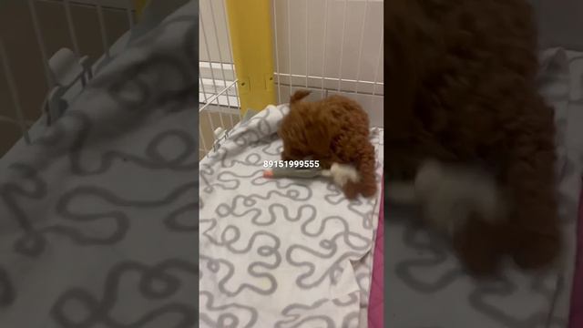 Открыта продажа миниатюрный пудель две Девочки цена 85 000 смотреть онлайн