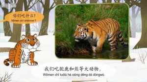 Meet the Animals 13: Siberian Tiger (认识动物 13：东北虎) | Animals | Chinese | By Little Fox