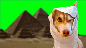 Я - МУМИЯ!! (Хаски Бублик) Говорящая собака Mister Booble дрессировка хаски