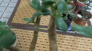 Денежное дерево Толстянка. Основные правила обрезки и формирования кроны.