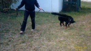 Бернская овчарка  Готово