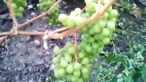 Виноград "Вишенка". Начало окрашивания. 26 июля 2021