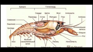 Что же находится на Дне Океана?