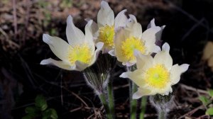 Весенние цветы