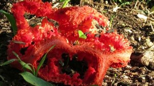 Clatro-vermelho (Clathrus ruber)