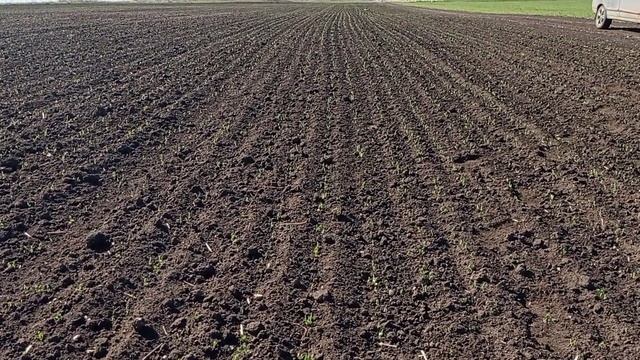 1 месяц после посева! Состояние Полей! Гербицид СТОМП! смотреть онлайн