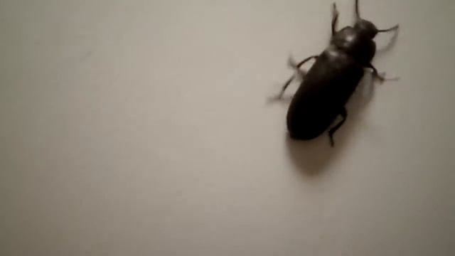 Tenebrio molitor Trying to fly смотреть онлайн