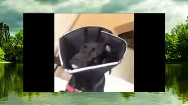 Веселая подборка видео с домашними животными смотреть онлайн