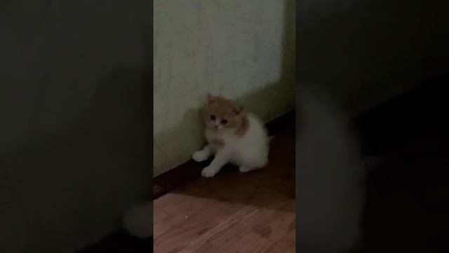 Прямоухая шотландская бело-рыжая (биколлор) смотреть онлайн