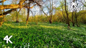 Nature Sounds - Calm Your Mind with the Relaxing Sounds of the Forest and Bird Singing