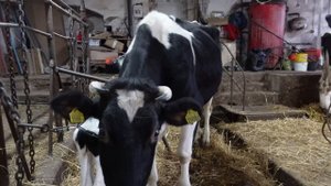 Sekrety hodowli krów mlecznych i mięsnych. Dziewczyny się pokłóciły i krew upuściły. Nowy dom. Aray