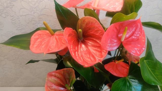 #ЦветыВместе Anthurium Colorado / Антуриум Колорадо 17/65 смотреть онлайн