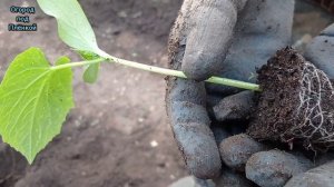 Вторая посадка огурцов в июне