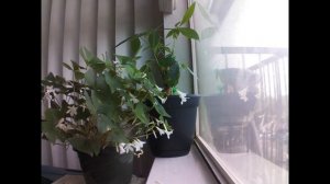 Raspberry Pi camera and Python project: Plant time lapse