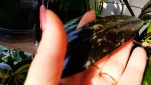 Как выросла хойя Globulosa, Pubicalyx Silver Pink, Caudata Silver небольшой обзор????