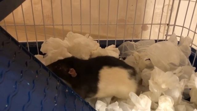 Вечер с крысами. Зверюшек, как и детей, нужно чем-нибудь интересным развлекать смотреть онлайн