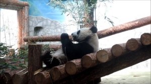 БОЛЬШИЕ ПАНДЫ появились в Московском зоопарке 07.06.2019