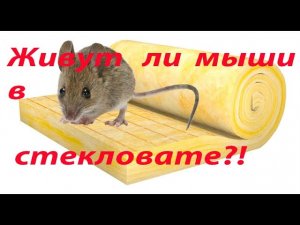Живут ли мыши в стекловате?!
