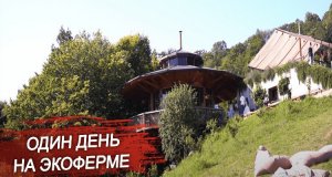 Что такое органическое животноводство? Как содержат животных в горах. Один день из жизни экофермы