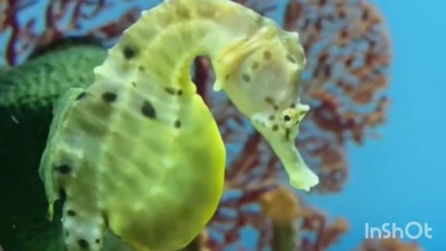 Влог 212🦈Смотреть Только Тем, Кто Не Боится АКУЛ! Обзор Самого Большого Аквариума в Канаде?🤪